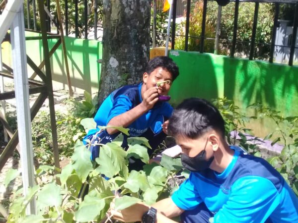 Panen Sayur di Kebun Sekolah Berkonsep "Urban Farming" Panen Sayur di Kebun Sekolah Berkonsep "Urban Farming"